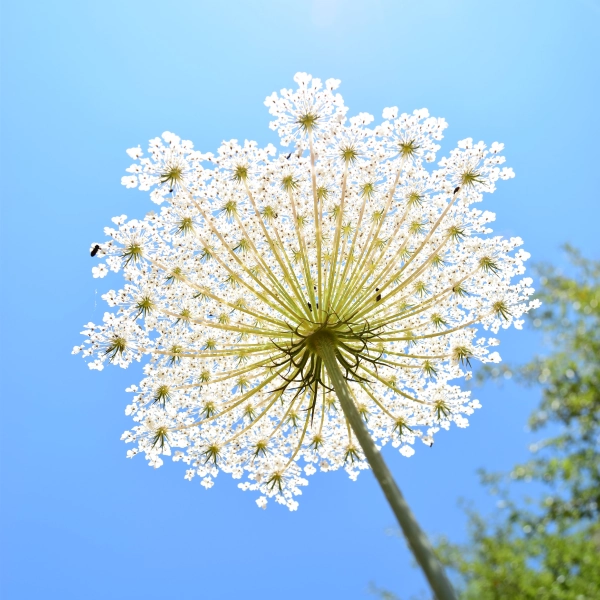 Close up of white flower